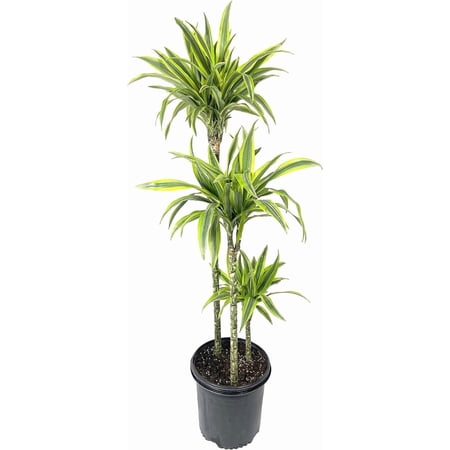 Dracaena Lemon Lime Cane - Dragon Tree - 3 Staggered Canes - Live Plant in an 10 Inch Growers Pot - Dracaena Warneckii "Lemon Lime' - Florist Quality Beautiful Indoor Air Purifying Houseplant