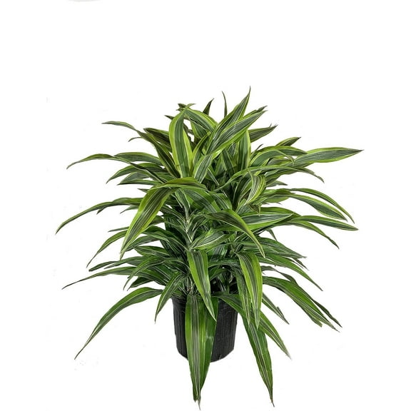 Dracaena Lemon Lime - Live Plant in an 10 Inch Growers Pot - Dracaena Warneckii "Lemon Lime' - Beautiful Indoor Air Purifying Houseplant
