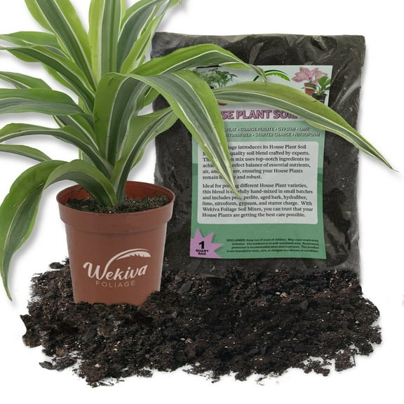 Dracaena Lemon Lime and Soil Mix Combo - Live Plant in a 4 Inch Pot with 1 Quart Houseplant Soil Mix -Dracaena Warneckii Lemon Lime with Custom Soil Blend