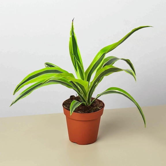 Dracaena Lemon Lime Starter Plant, 4-7 In, Bright Indirect Light, Pet Toxic
