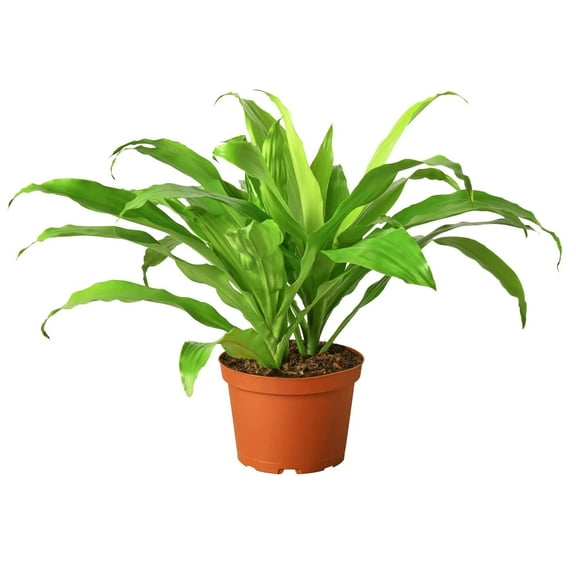 Dracaena Lime Light Live Plant for Indoor | Different Houseplants in 4'' & 6'' Pot | Real House Plant for Living Room, Office, Desk & Bathroom | Dragon Tree | Dracaena fragans