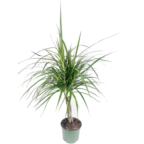 Dracaena Marginata Braid - Live Plant in a 6 Inch Pot - Dracaena Marginata - Stunning Braided Indoor Houseplant