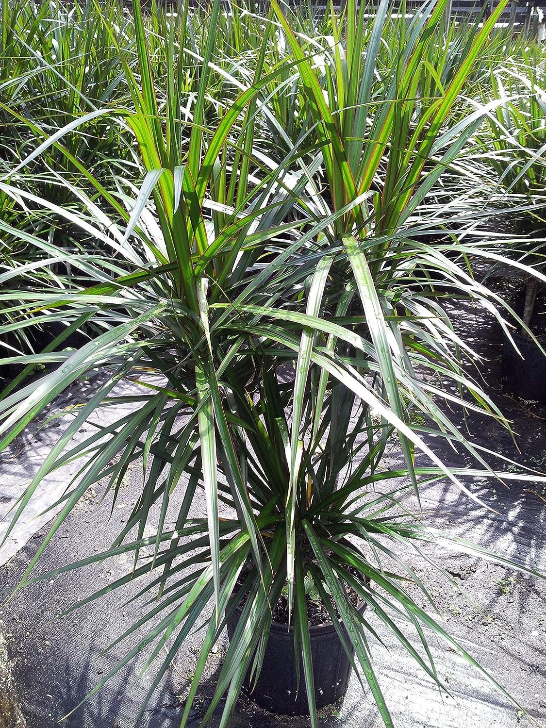 Large Green and Red Dracaena Marginata in Black Plastic Pot
