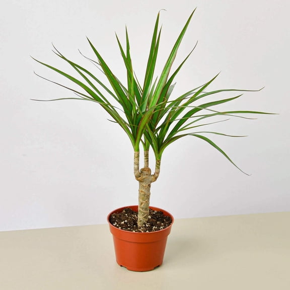 Dracaena Marginata Cane, 4" Pot, Indoor Houseplant, Easy Care, Live Plant for Indoor & Outdoor