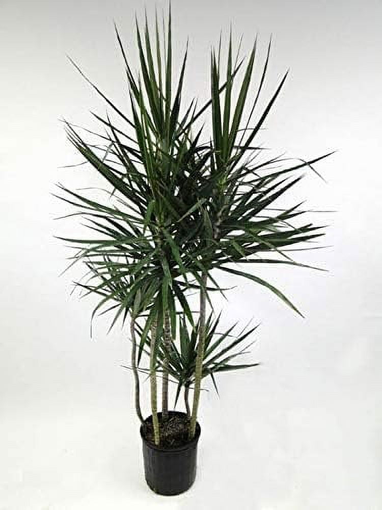 Dracaena Marginata Cane - Live Plant in a 10 Inch Pot - Dracaena ...