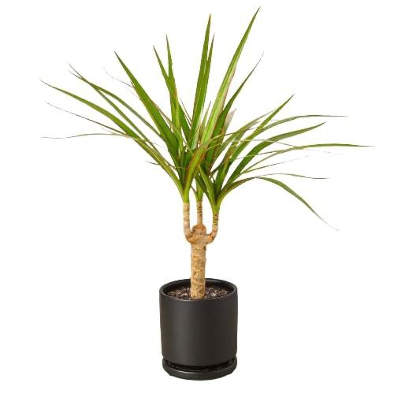 Marginata Cane Plant