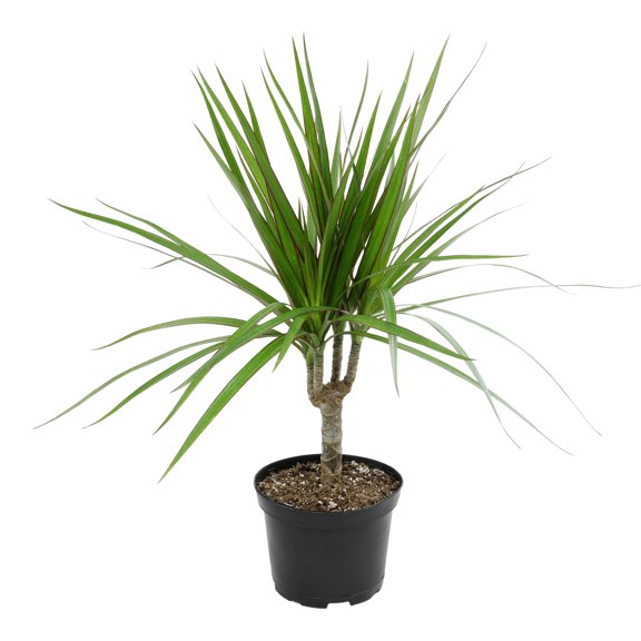 Dracaena Marginata Dragon Tree | 6in. Grow Pot; Filtered Sunlight | Expert Gardener by Altman Plants