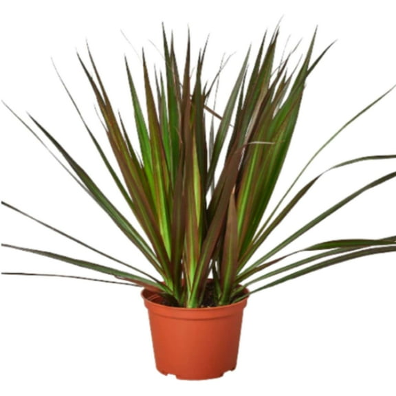 Dracaena Marginata Magenta Live Plant for Indoor | Different Houseplants in 4'' & 6'' Pot | Real House Plant for Living Room, Office, Desk & Bathroom | Dragon Tree