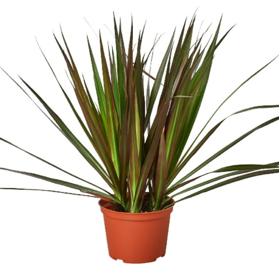 Dracaena 'Marginata Magenta' in 4" Pot | Live Plant for Indoor | 7 - 12 inch Tall