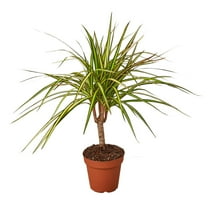 Dracaena Marginata 'Sunshine', 4" Pot, Indoor Houseplant, Easy Care, Live Plant for Indoor & Outdoor