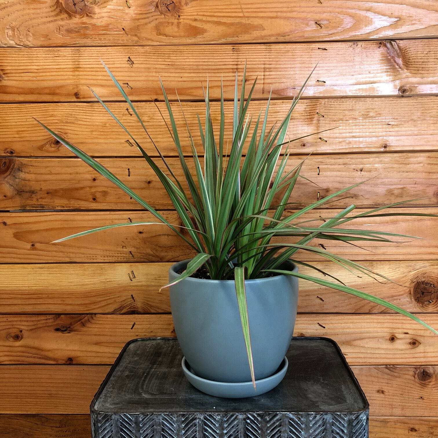 Dracaena Marginata Tri-Color, 6" Plant, The Plant Farm - Walmart.com