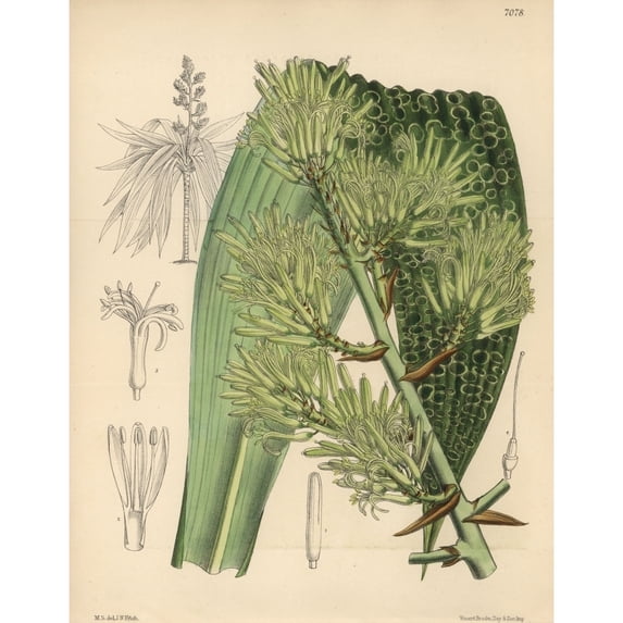 Dracaena Marmorata Native To Singapore Poster Print By ® Florilegius Mary Evans (24 X 36)