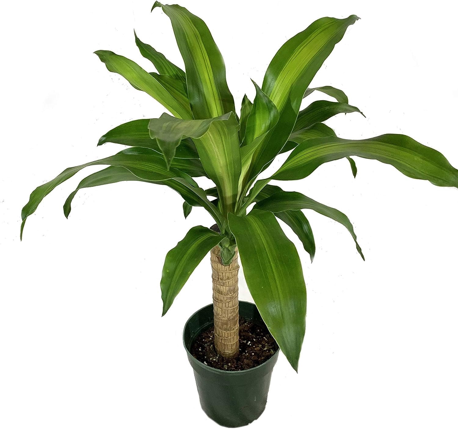 Kane Tree Dracaena Mass Cane - 5 Live Plants in 6 Inch Pots - Dracaena Fragrans ...