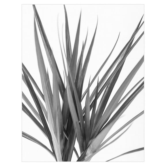 Dracaena Noir by Assaf Frank Canvas Art Print