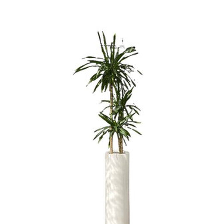 Dracaena Rikki - Walmart.com