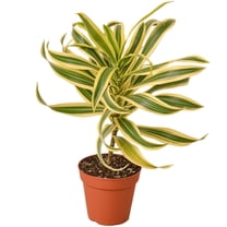 Dracaena Song of India Live Plant for Indoor | Different Houseplants in 4'' & 6'' Pot | Real House Plant for Living Room, Office, Desk & Bathroom | Dracaena reflexa | Dragon Tree