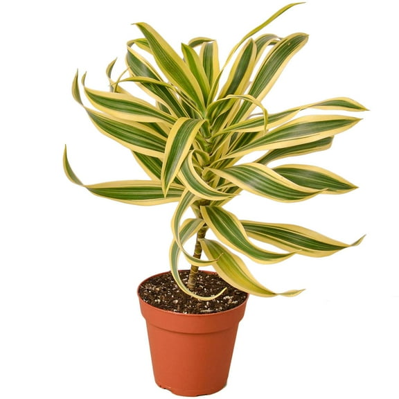 Dracaena Song of India Live Plant for Indoor | Different Houseplants in 4'' & 6'' Pot | Real House Plant for Living Room, Office, Desk & Bathroom | Dracaena reflexa | Dragon Tree