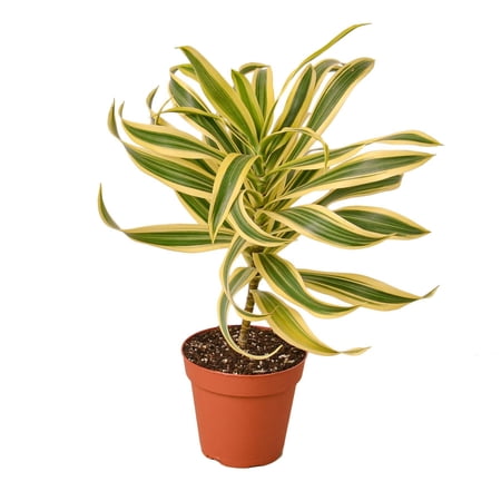 Dracaena 'Song of India', 4" Pot, Indoor Houseplant, Easy Care, Live Plant for Indoor & Outdoor