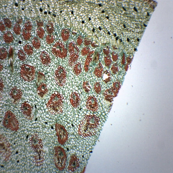 Dracaena Stem - Cross Section - Prepared Microscope Slide - 75 x 25mm - Biology & Microscopy - Eisco Labs
