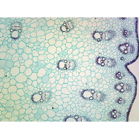 Dracaena Stem; Typical Monocot Stem; Cross Section by Go Science Crazy