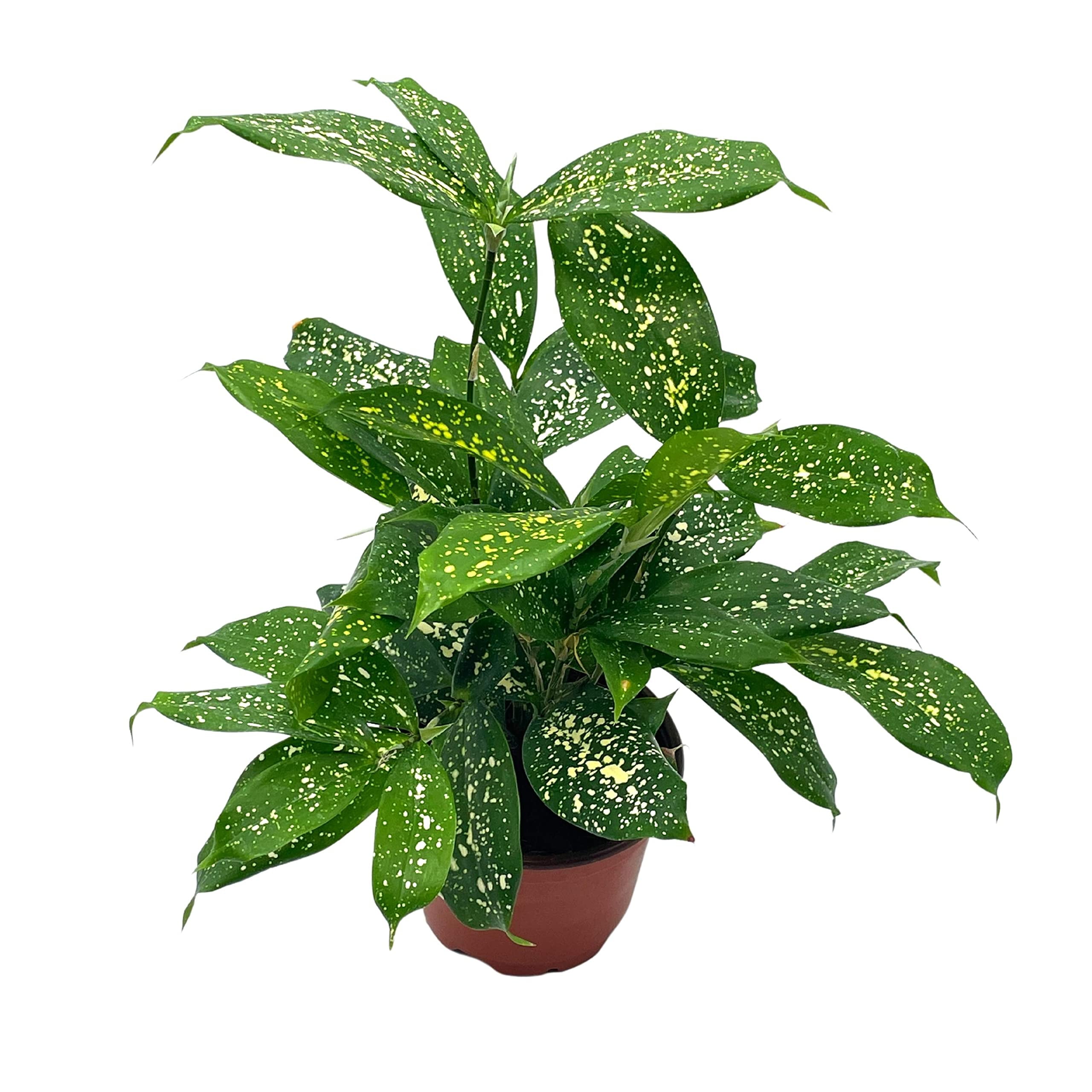 Dracaena Surculosa, 4 inch, Gold dust, Japanese Bamboo, Spotted Leaf -  Walmart.com