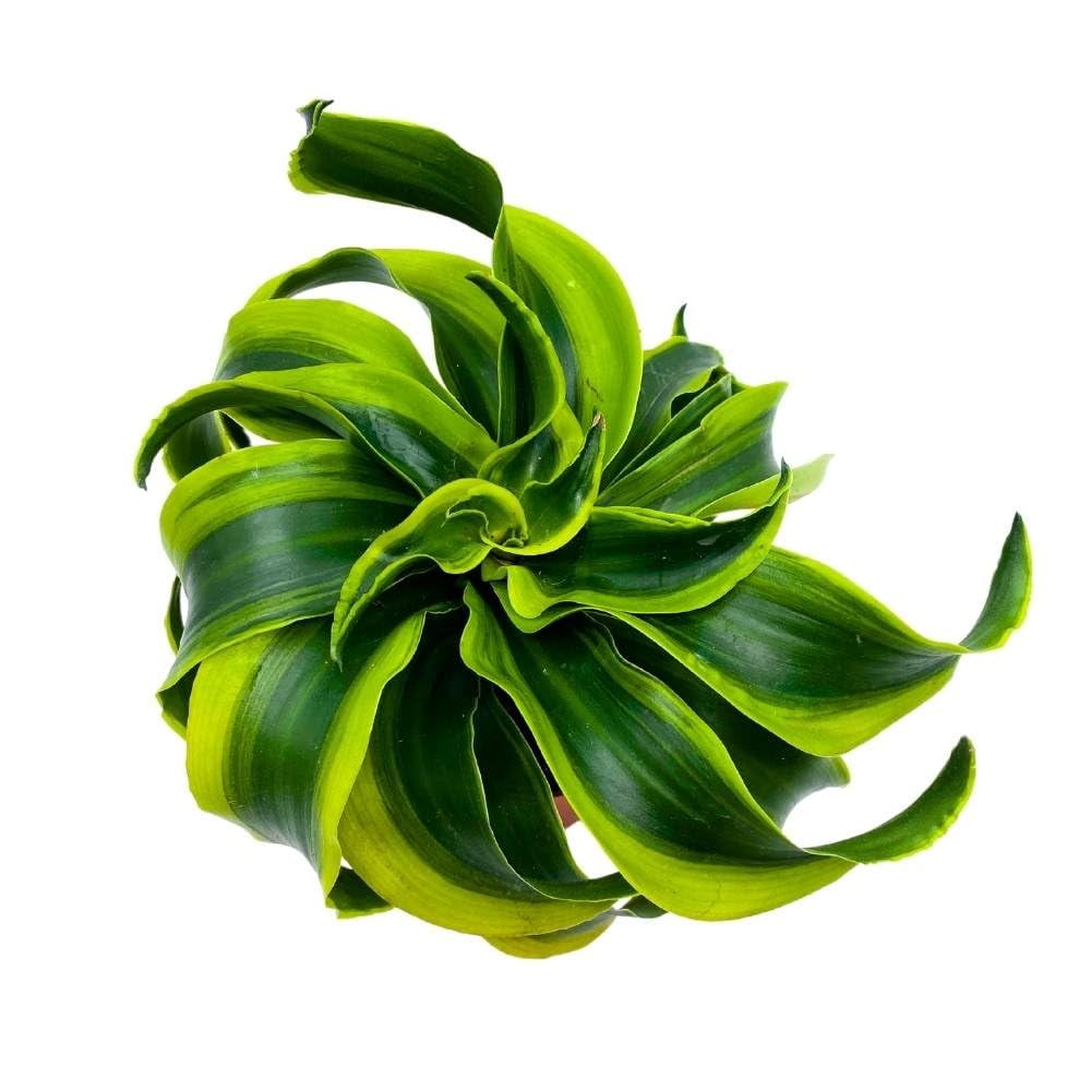 Dracaena Tornado 4 inch, Twisted Fragrans Rare Indoor Plant