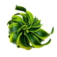 thumbnail image 1 of Dracaena Tornado 4 inch, Twisted Fragrans Rare Indoor Plant, 1 of 8