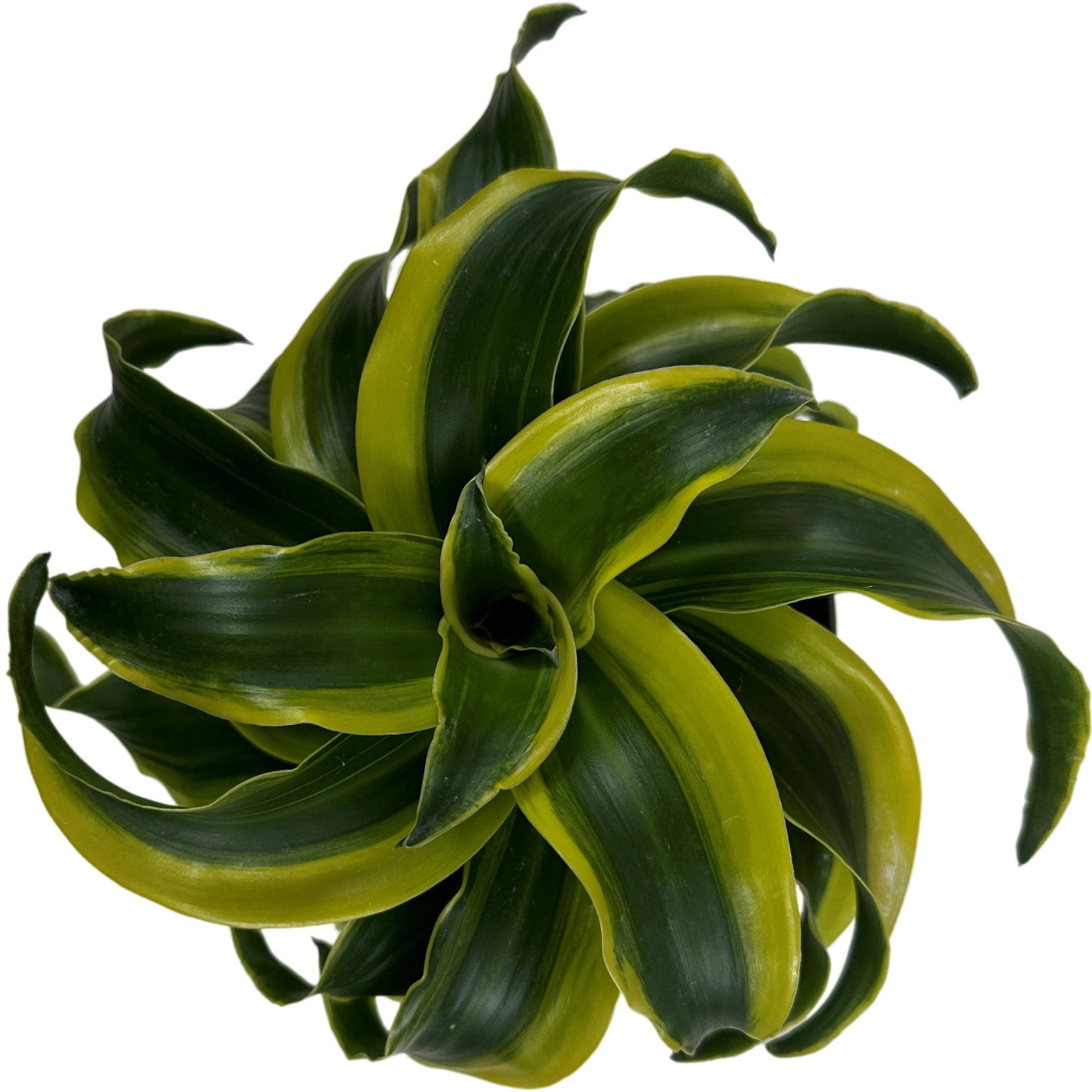 Dracaena Tornado 6" Grower PotAll plant purchases require a 2 PLANT