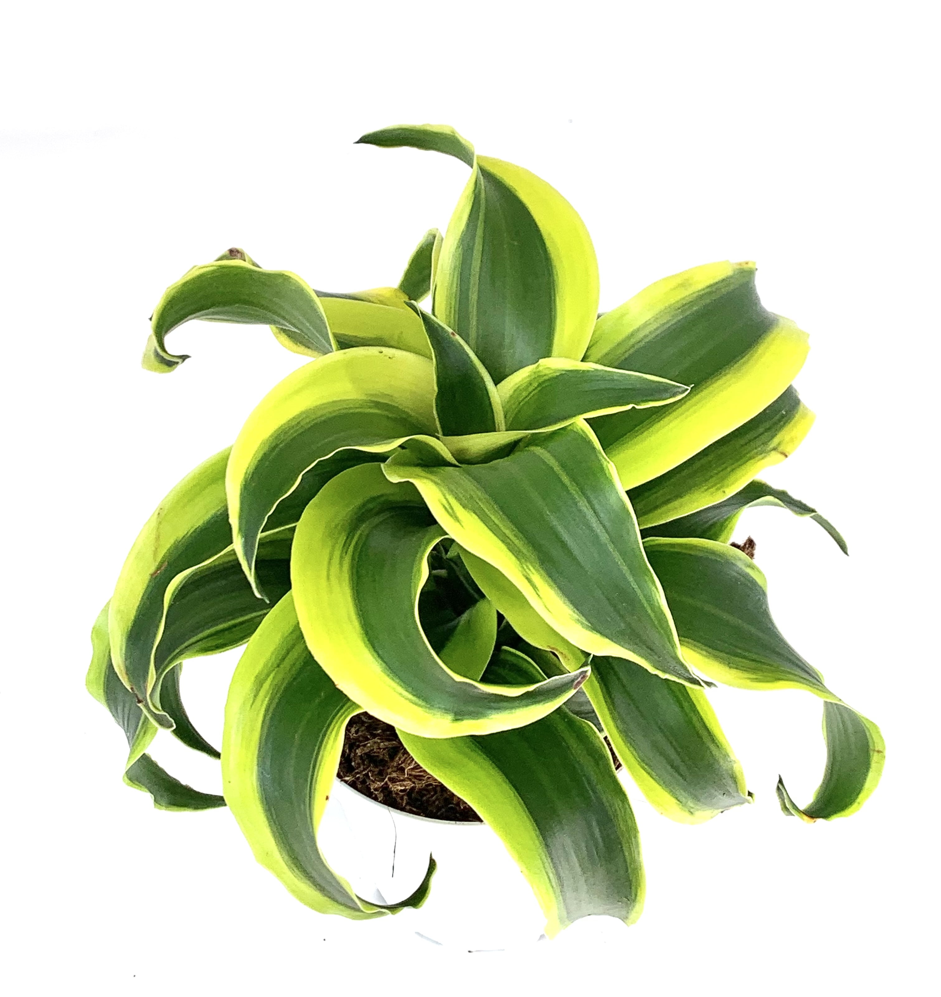 Dracaena Tornado Air Purifying House Plant - Walmart.com