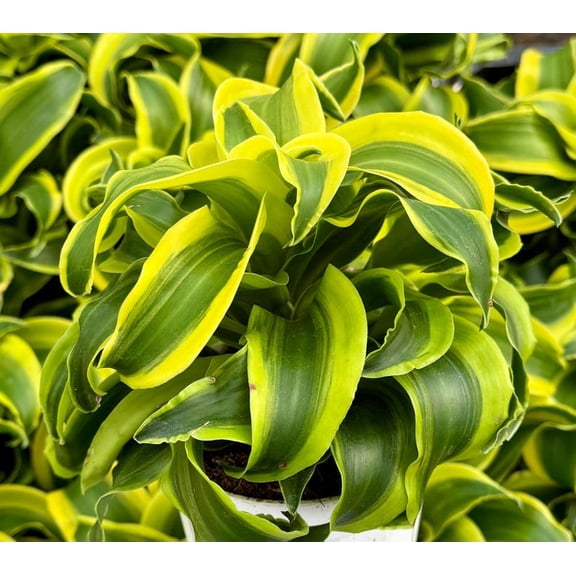 Dracaena Tornado Live Plant in 4" Pot - Dracaena Fragrans Curly Houseplant, Easy Care Indoor Plant with Twisted Green Foliage