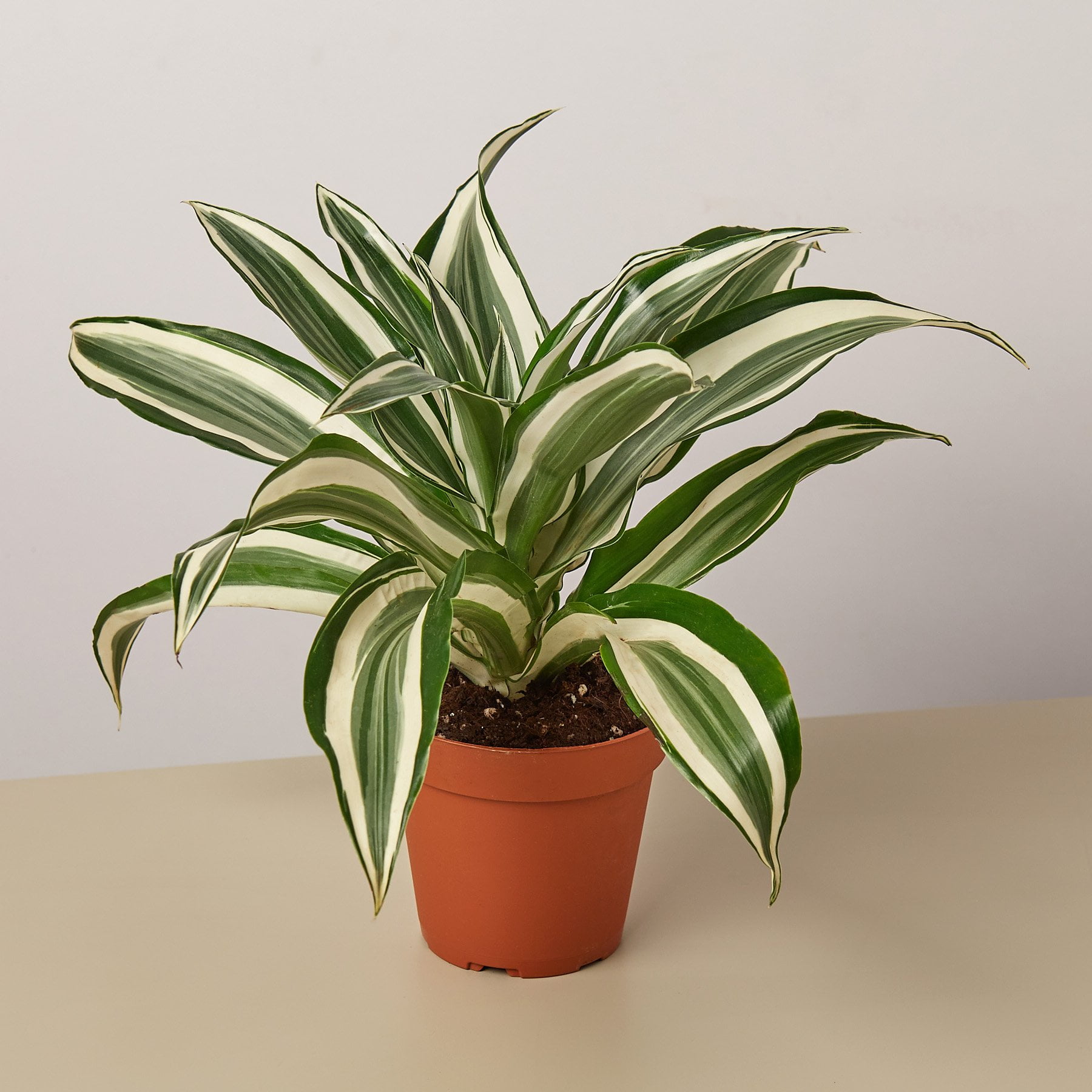 Dracaena 'Warneckii White Jewel' in 4" Pot | Live Plant for Indoor | 7 ...