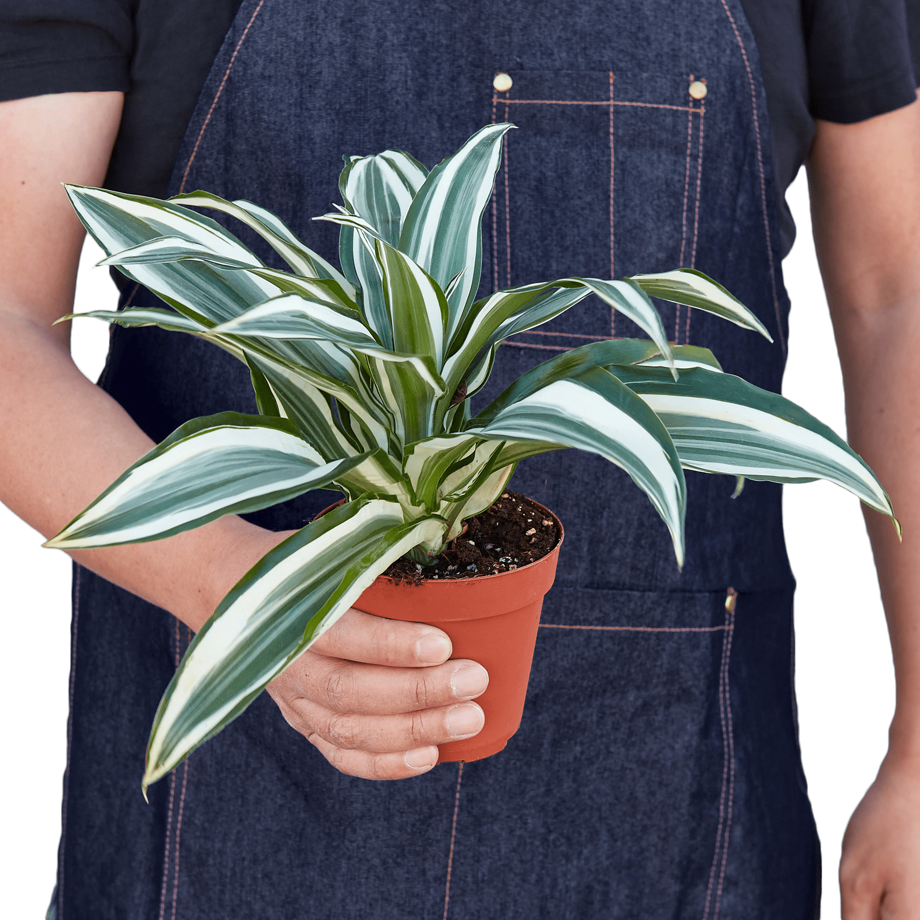 Dracaena 'Warneckii White Jewel' - Live Air-Purifying Indoor Plant in Nursery Pot – Easy Care, Low Maintenance Houseplant for Home & Office Decor, Natural Air Cleaner, Best for Beginners (4"Pot)