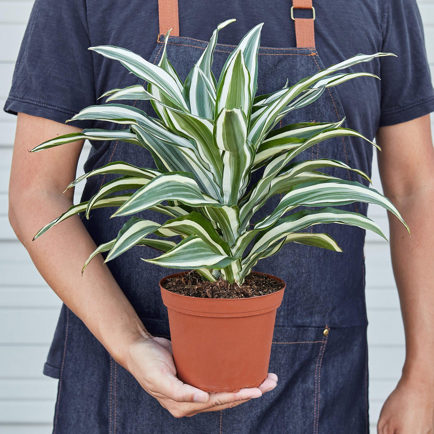 Dracaena 'Warneckii White Jewel' - Live Air-Purifying Indoor Plant in Nursery Pot – Easy Care, Low Maintenance Houseplant for Home & Office Decor, Natural Air Cleaner, Best for Beginners (6"Pot)