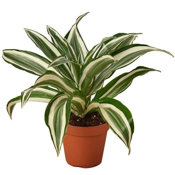 Dracaena Warneckii White Jewel Live Plant for Indoor | Different Houseplants in 4'' & 6'' Pot | Real House Plant for Living Room, Office, Desk & Bathroom | Dragon Tree