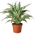 thumbnail image 1 of Dracaena Warneckii White Jewel Live Plant for Indoor | Different Houseplants in 4'' & 6'' Pot | Real House Plant for Living Room, Office, Desk & Bathroom | Dragon Tree, 1 of 6