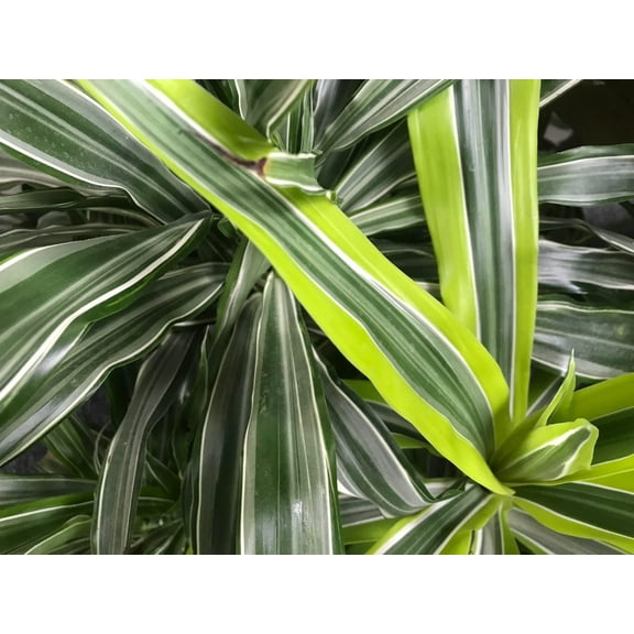 Dracaena deremensis Lemon Lime-Colorful Indoor Plant-Air Purifying 10" Pot