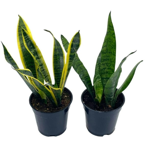 Dracaena trifasciata, Snakeplant Variety Bundle, 4 inch, Variegated Snake Plant Assortment, Set of 2