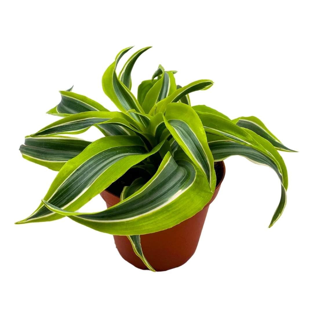 Dracena 'Lemon Surprise', 4 inch Dracaena deremensis, Lemon Lime
