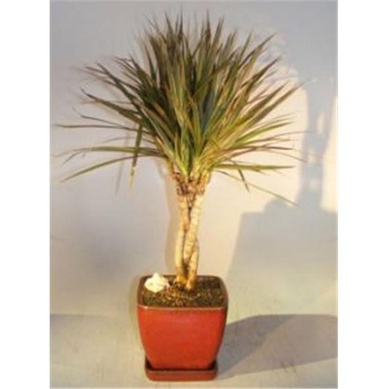Dracena Marginata Bonsai Tree Braided Trunk Variegated