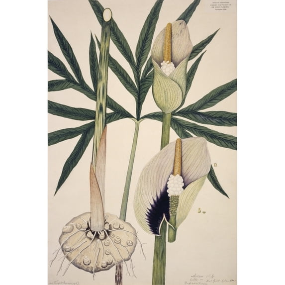 Dracontium, Sp., Poster Print By Mary Evans Natural History Museum (18 X 24)