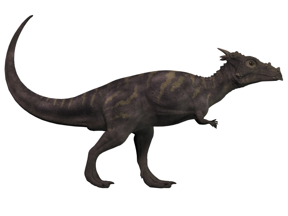 Dracorex a herbivorous dinosaur from the Cretaceous period Canvas Art - Corey FordStocktrek Images (17 x 13)