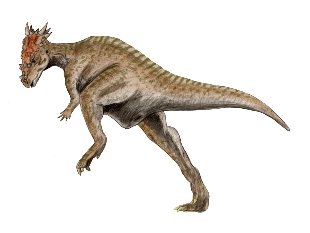 Dracorex dinosaur Canvas Art - Nobumichi TamuraStocktrek Images (33 x 25)