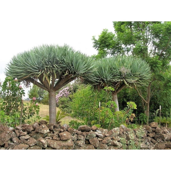 Dragon Blood Tree Seeds to Grow - 6 Seeds - Dracaena Draco Seeds for Planting - Exotic Tree Seeds