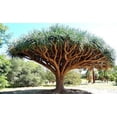 thumbnail image 1 of Dragon Blood Tree Seeds to Grow - 6 Seeds - Dracaena Draco Seeds for Planting - Exotic Tree Seeds, 1 of 3