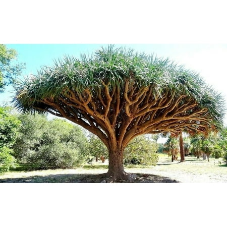 Dragon Blood Tree Seeds to Grow - 6 Seeds - Dracaena Draco Seeds for Planting - Exotic Tree Seeds