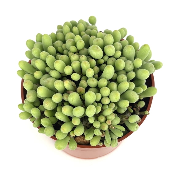 Dragon Egg Succulents, 4" Pot Tylecodon Schaeferianus Live Plant