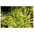 Dragon Eye Japanese Red Pine Cessarini Variegated 3 Year Live Tree