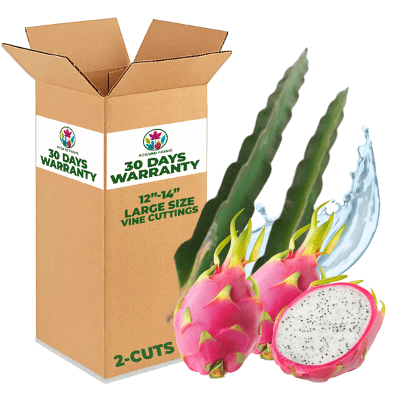 Rosand Farms - White Dragon Fruit Live Rooted Vine Cuttings | 12to 14 Long | Self-Fertile | 2-Count of White Flesh Pitahaya or Hylocereus Undatus