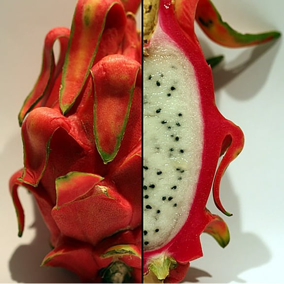 Dragon Fruit Plant - Hylocereus - Pitaya/Strawberry Pear - 4" Pot