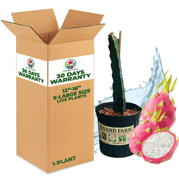 Rosand Farms - White Dragon Fruit Live Potted Plant | 12” to 16” Long |Self-Fertile | White Flesh Pitahaya or Hylocereus Undatus